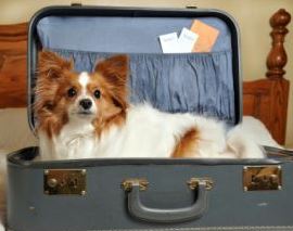 Dog sitting in a suitcase.