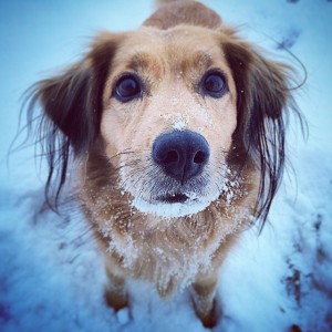 A dog, McKinley, with snow covering her mouth, staring at the camera while standing in the snow.
