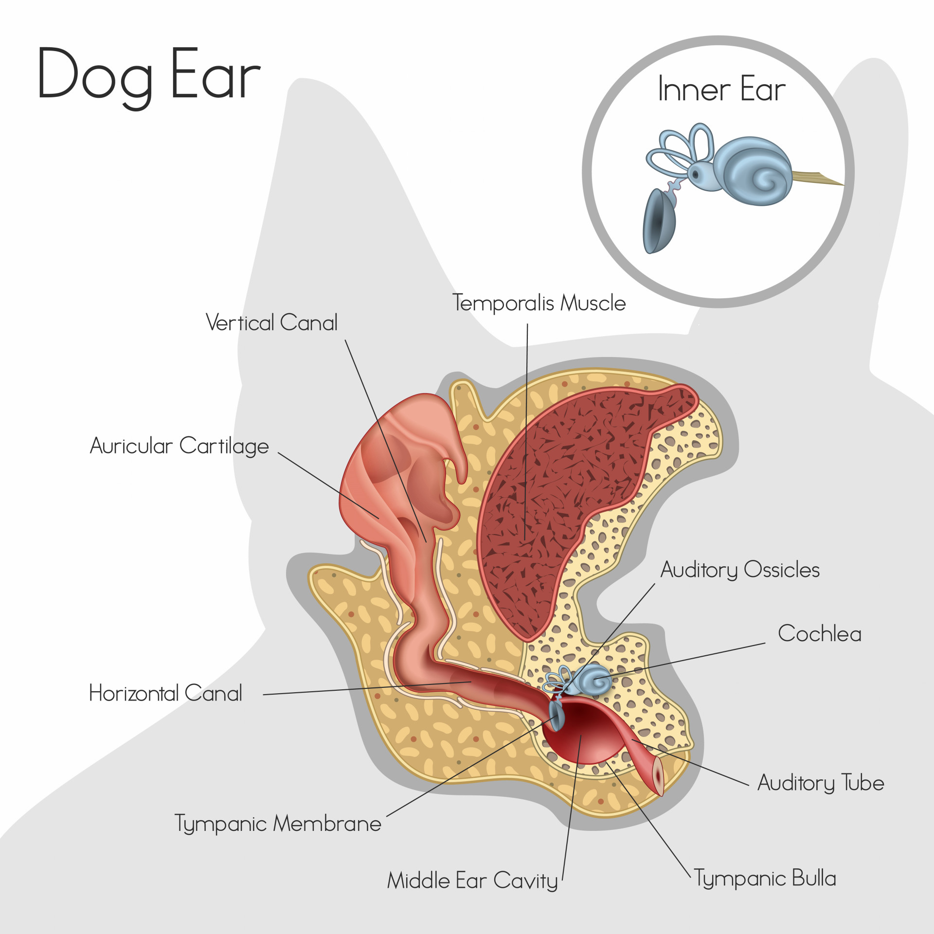 Ear ye, ear ye, otitis is common in dogs