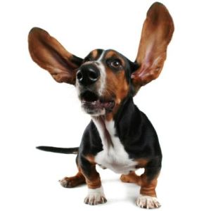A dog flapping his ears