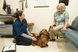 A veterinary student and dog owner are in discussion in an exam room as the dog patiently sits.