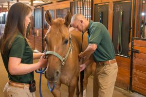 Luke Bass, Equine Field Practice, checks a horse at the Orthopaedic Research Center at the Veterinary Teaching Hospital, Colorado State University, August 20, 2014