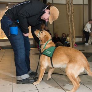 Guide dog trainer gives command to guide dog in training