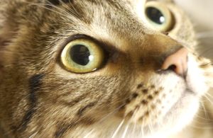 Close up of a cat's face looking up