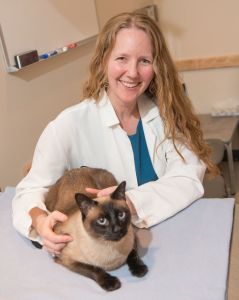 Dr. Jessica Quimby touches the back of Baxter as he lays on a table.