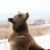 Marley, a rescued grizzly bear, stands up on her two hind feet and stares at the sky