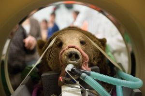 Marley, a rescued grizzly bear, undergoes diagnositcs at CSU's imaging unit.