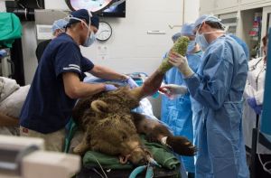 Veterinarians perform surgery on Marley, a rescued grizzly bear.