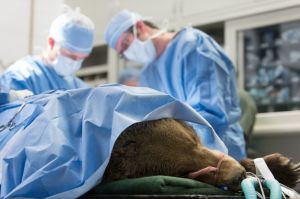 Marley, a rescued grizzly bear, undergoing surgery, with two veterinarians in the background.