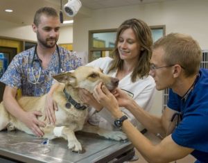 Veterinarians and nurses examine a yellow mixed-breed dog's mouth