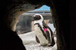 Tess the penguin at her habitat at the Pueblo Zoo