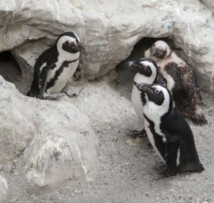 Tess the penguin is greeted by other penguins during her re-release at the Pueblo Zoo