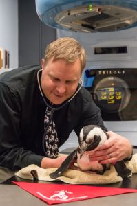 CSU veterinarian Dr. Johnston listens to Tess' heart