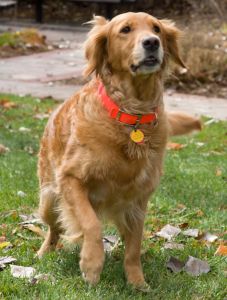 Golden retriever with a red collar begins to run while outside.