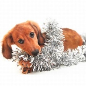 A dog is wrapped up in tree tinsel.