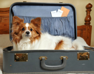 A small dog sitting in an open suitcase.
