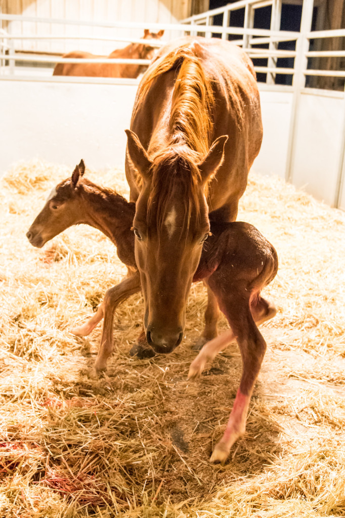 A filly stands for the first time just 20 minutes after being born at the Equine Reproduction Laboratory.