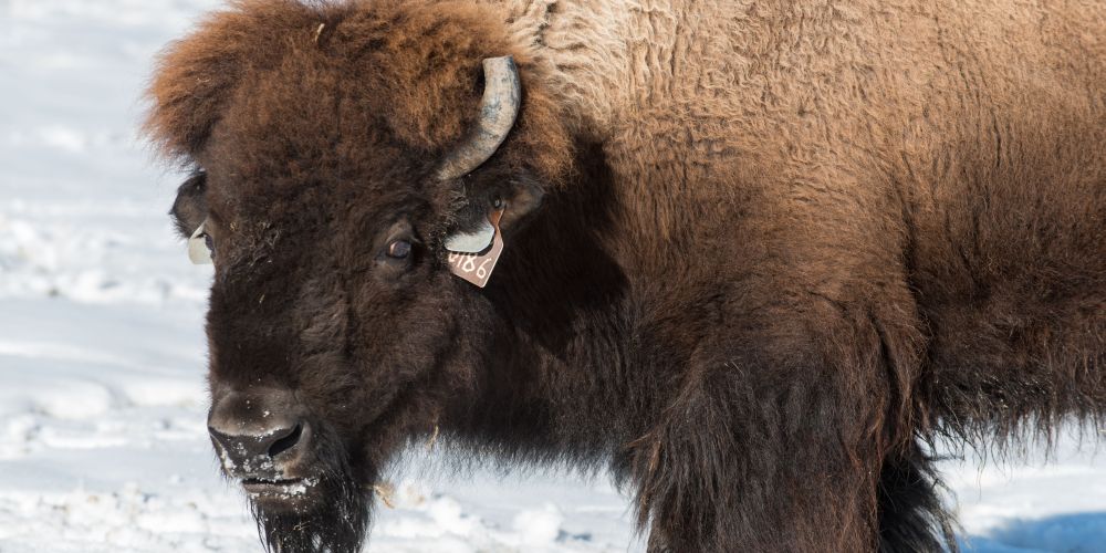 Northern Colorado bison project uses high-tech breeding to ...