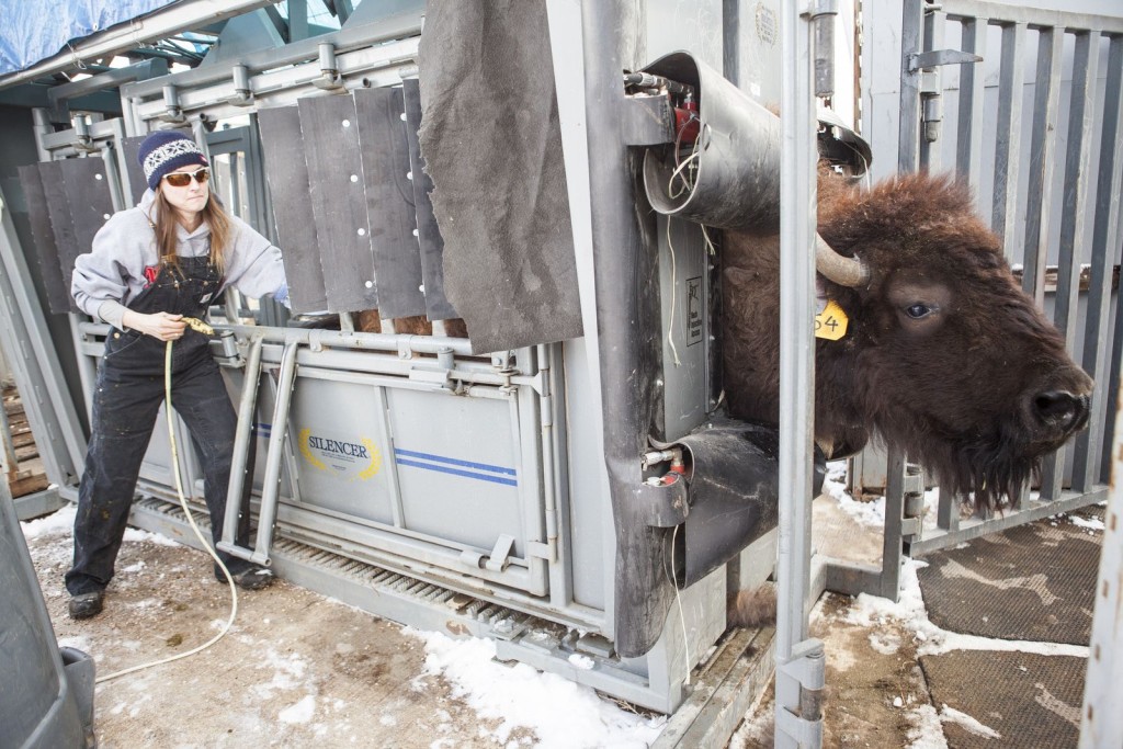Reproductive scientist Jennifer Barfield examines a bison female for pregnancy at CSU’s Foothills Campus.