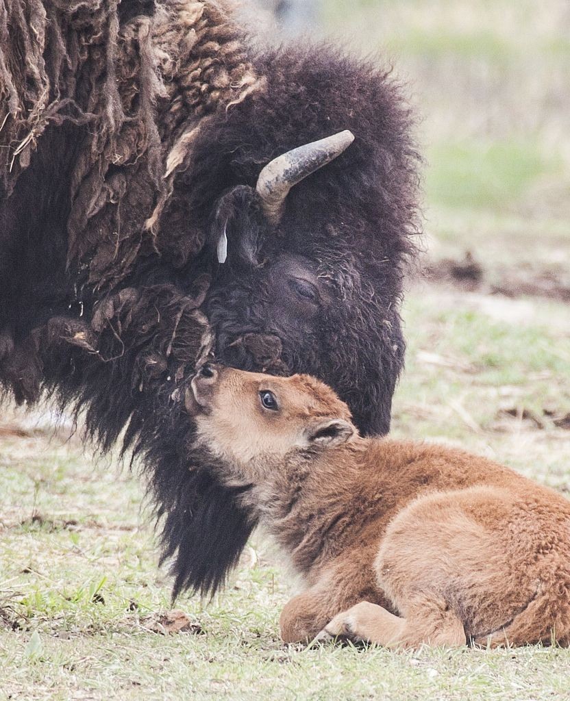 A baby bison nudges grown bison with head