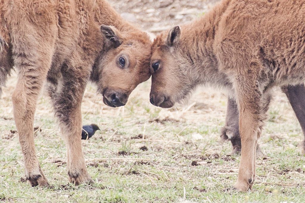 Two baby bison touch heads together