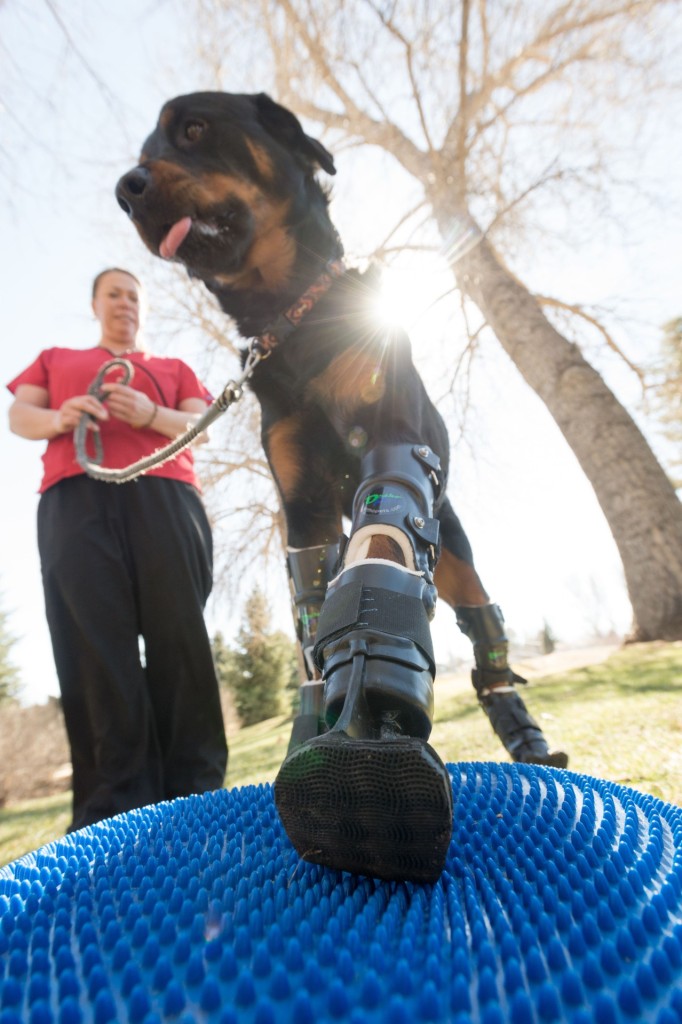 Brutus, a rottweiler who is a quadruple-amputee, does physical therapy with Sasha Foster. March 10, 2015