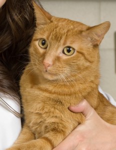 Mugshot of orange cat being held by veterinarian