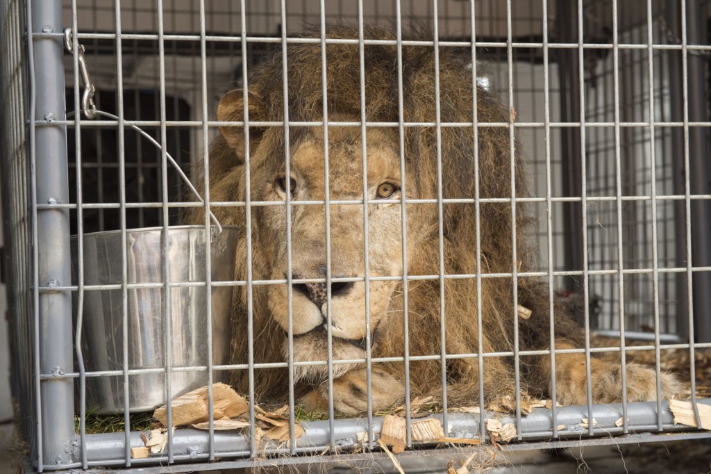 Guero, a male African Lion gets some much needed medical attention at the Colorado State University College of Veterinary Medicine and Biomedical Sciences, April 27, 2015.