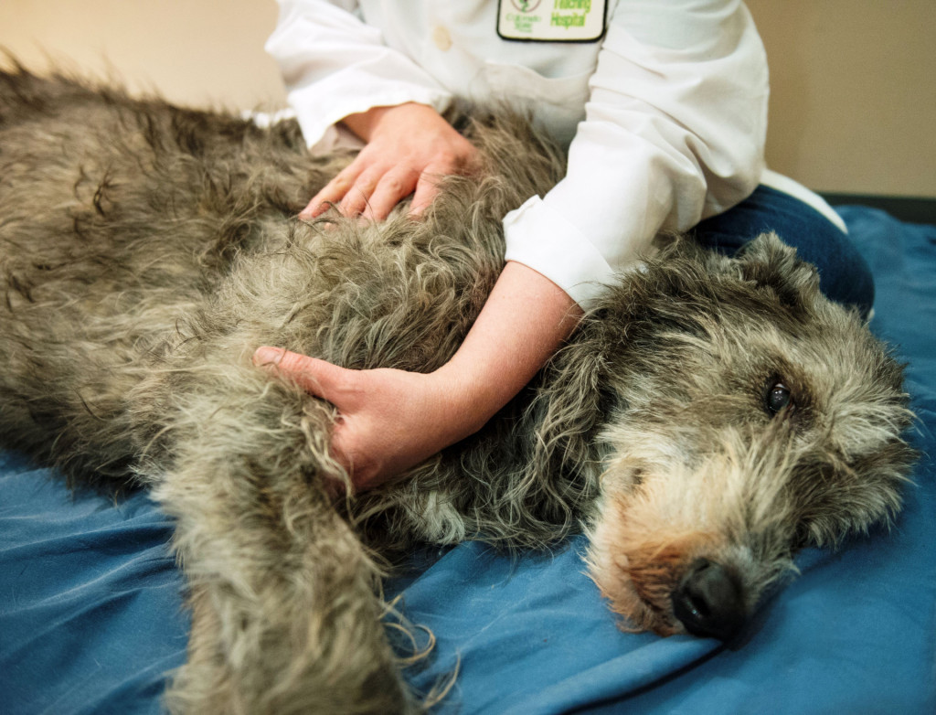 Dr. Narda Robinson, Director of the Center for Comparative and Integrative Pain Medicine works with Madson White an Irish Wolfhound providing pain relief in the form of gentle massage, April, 6, 2015.