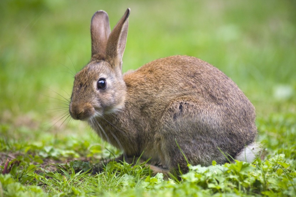 Wild rabbit in the meadow