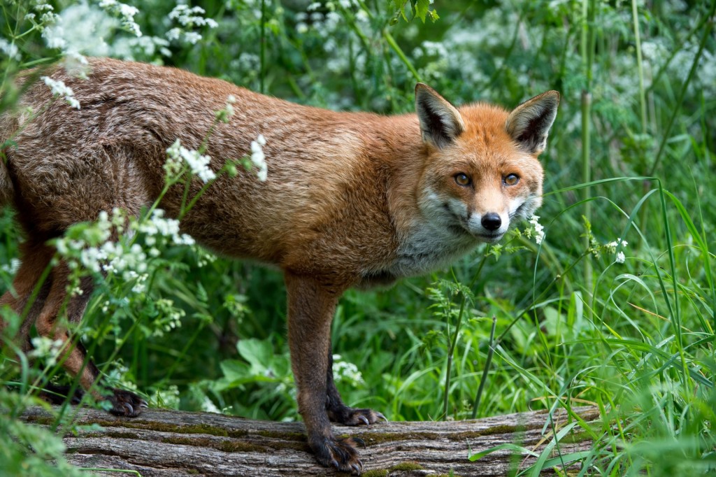 rabies.fox