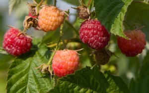 PlantTalk_raspberries