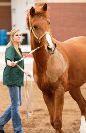 An equine veterinary technician works with a patient undergoing evaluation for lameness.
