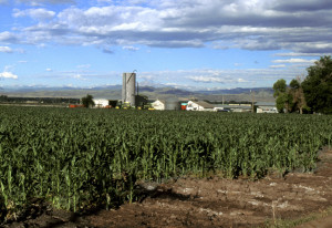 Corn production in Colorado. Photo by Scott Bayer/USDA