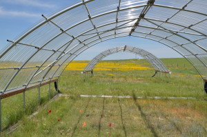 Experimental infrastructure being used at CSU to impose extreme drought in the grasslands of Colorado. Such droughts are forecasted to increase in frequency and duration with climate change, so greater understanding of how these grasslands will respond is critically needed for both management and conservation perspectives. Photo by Alan Knapp