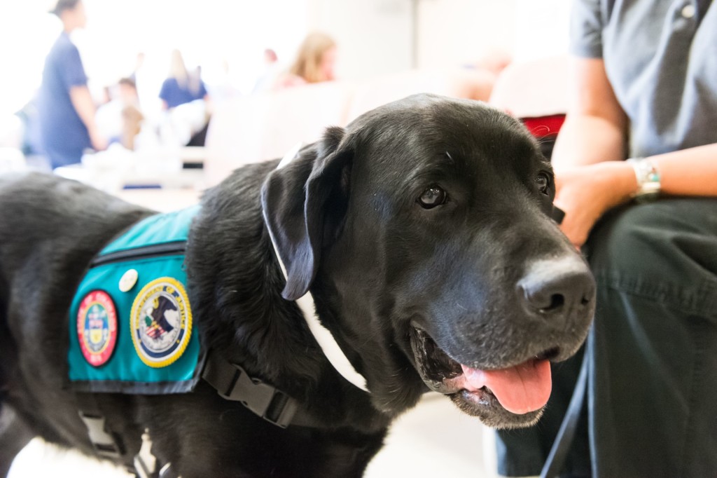 Kateri Nelson's dog Chester, a therapy dog with Animals for Therapy, visits Colorado State University's Veterinary Teaching Hospital to be assessed for neck and back pain, September 10, 2015.