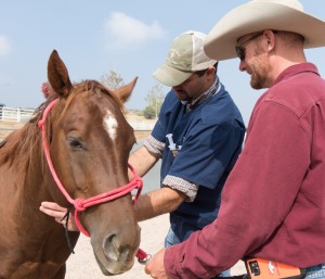 Nigel Miller, a senior veterinary student, administers a sedative and painkillers with help from Brent Winston, head trainer at Harmony Equine Center.