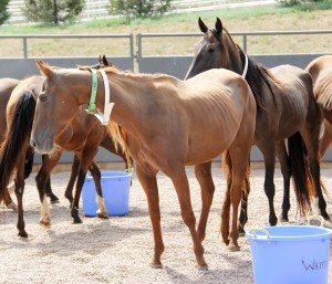 Fifty-nine abused and neglected horses arrived at Dumb Friends League Harmony Equine Center in Colorado in September. (Photo: Courtesy of Harmony Equine Center)