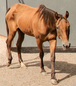 The horses from Texas were severely underweight. With proper feed, they have gained an average of 100 pounds each in the past month. (Photo: Courtesy of Harmony Equine Center)