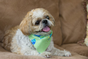 The owner of this Shih Tzu suffered a stroke and had trouble caring for her dog, but CSU’s Pets Forever program offered the care needed to keep the two together.