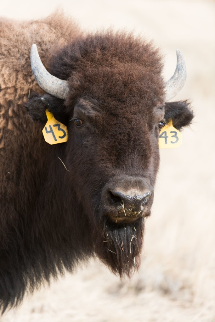The Laramie Foothills Bison Conservation Herd, a genetically pure, Brucella abortus-free bison herd is released in the City of Fort Collins Soapstone Prairie Natural Area and Larimer County Red Mountain Open Space, November 1, 2015, National Bison Day.