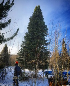 Colorado capitol tree cutting 2015