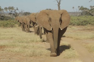 Elephant family walking in line