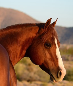 Houston Shine, a 2004 sorrel stallion