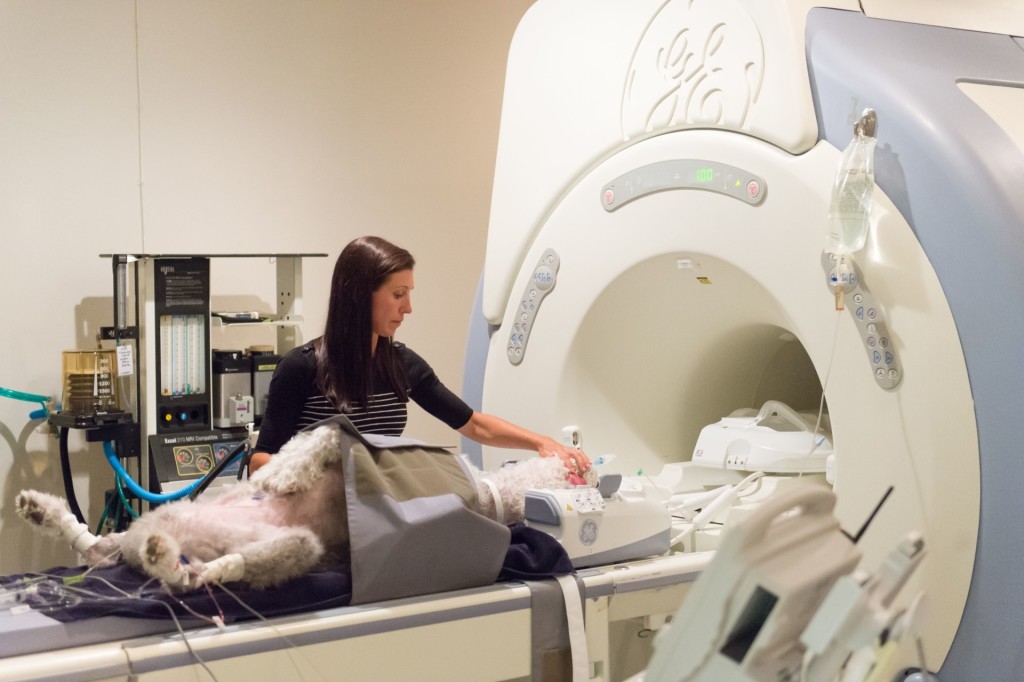 Dr. Stephanie McGrath, Assistant Professor of Clinical Sciences, gives sheepdog Oliver Bunte an MRI at Colorado State University’s James L. Voss Veterinary Teaching Hospital, July 2, 2015
