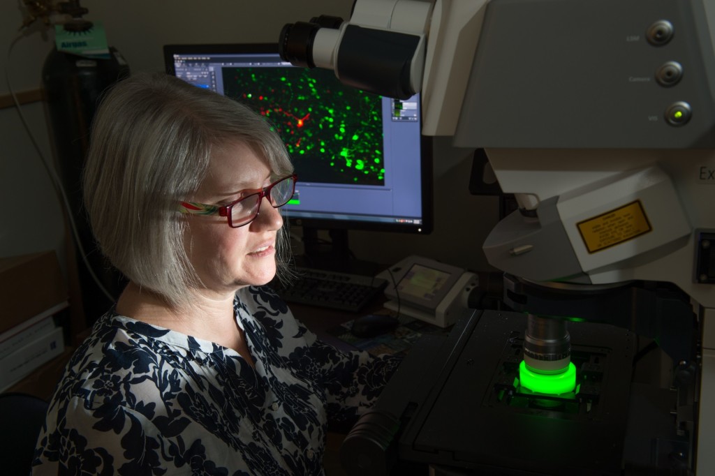Connie King, Biomedical Sciences Research Associate, demonstrates the new confocal microscope adapted for CLARITY while imaging a mouse brain. September 15, 2015