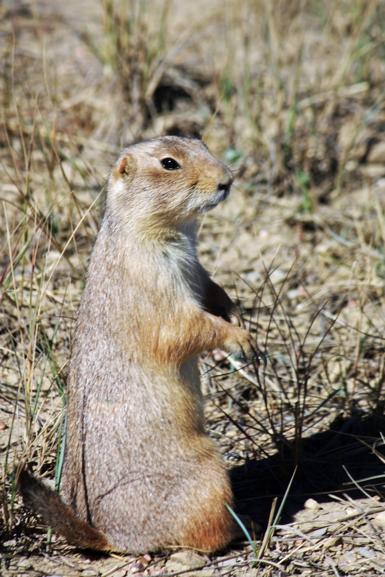 Plague Riddled Prairie Dogs A Model For Infectious Disease Spread,Is Soy Milk Healthy For You