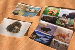 Animal photos in Joel Berger's wallet