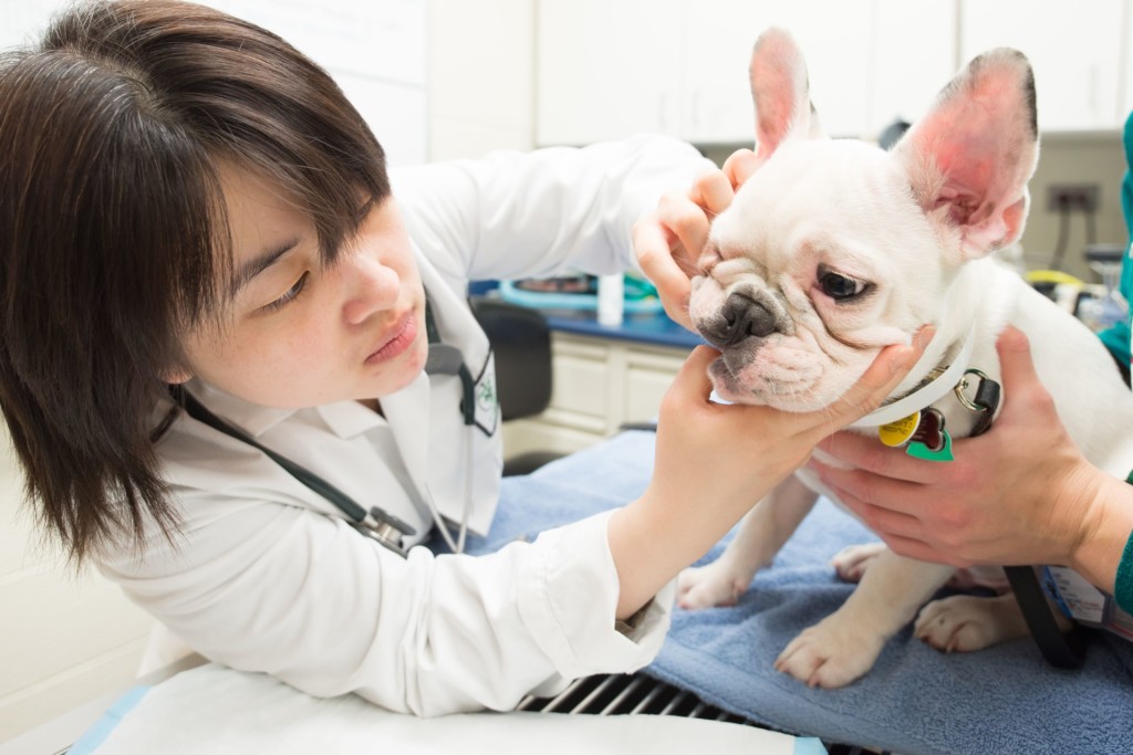 Colorado State University postdoctoral fellow Willana Busuki examines Caroline Dennington's French bulldog puppy Bruce in the Veterinary Teaching Hospital's Dentistry and Oral Surgery section, June 11, 2015.