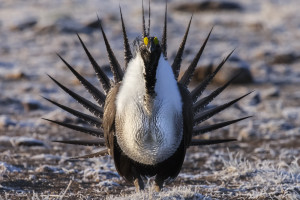 a male sage grouse displays his spiky tail